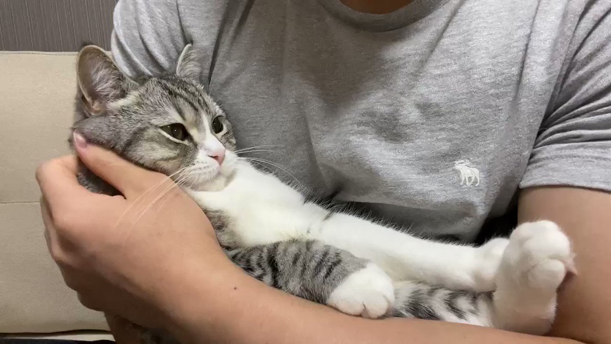 ねこちゃんにパーカーを着せてあげたら あまりの可愛さに悶える人達 尊さの極み かわいいいいいいいいい Togetter ねこちゃんにパーカーを着せてあげたら あまりの可愛さに悶える人達 尊さの極み かわいいいいいいいいい Togetter