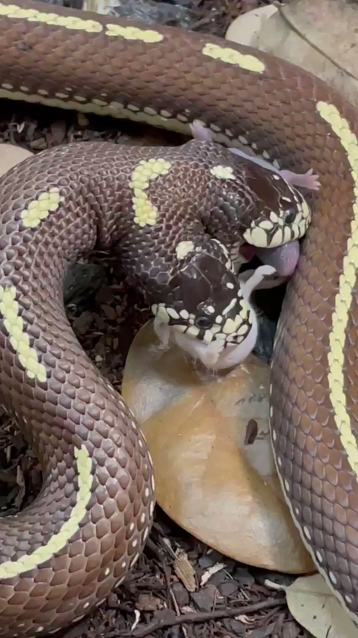 Brian Barczyk 🐍 on Twitter: "Ben and Jerry, the two-headed snake eating a meal https://t.co/1bWSQrZP1a" / Twitter