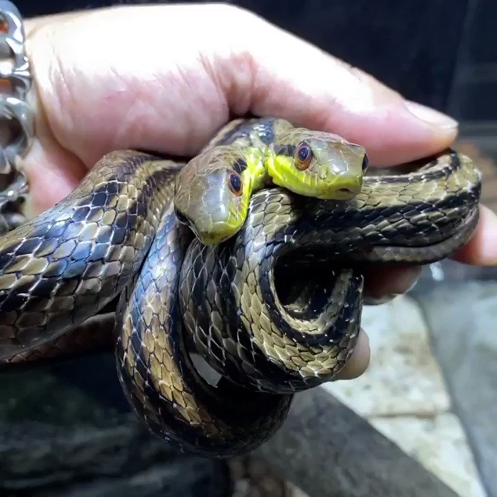 本日2月4日 原因不明ですが双頭シマヘビが急死しました 昨日もいつもと変わらずの2人でしたが突然です 飼育年数 約4年半 毎日明日も元気でいてくれるかな と思いながら飼育してましたが その時はあまりに急でした もっと長生きさせてあげたかったですが 成長を 本日2月4日 原因不明ですが双頭シマヘビが急死しました 昨日もいつもと変わらずの2人でしたが突然です 飼育年数 約4年半 毎日明日も元気でいてくれるかな と思いながら飼育してましたが その時はあまりに急でした もっと長生きさせてあげたかったですが 成長を
