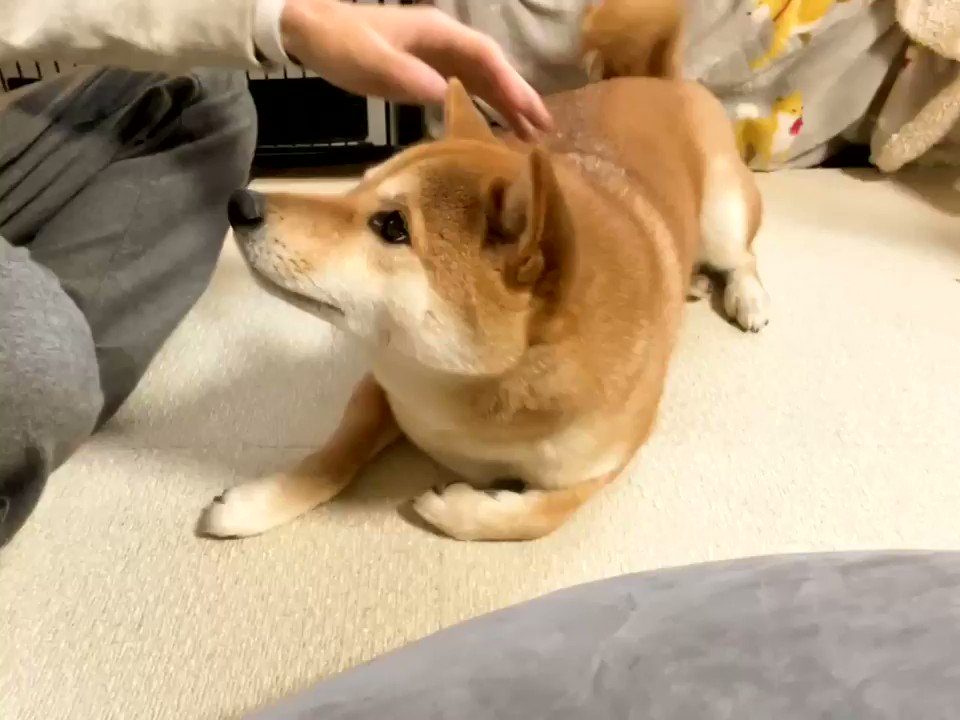 柴犬りんご郎 話題の画像がわかるサイト 柴犬りんご郎 話題の画像がわかるサイト