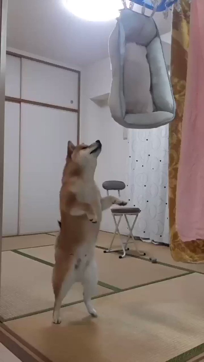 大切なベッドを洗われて怒る柴犬が話題 文句を言っているように聞こえる声が面白い 話題の画像プラス 大切なベッドを洗われて怒る柴犬が話題 文句を言っているように聞こえる声が面白い 話題の画像プラス