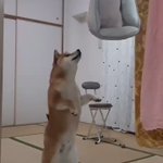 大切なベッドを洗われて怒る柴犬が話題!文句を言っているように聞こえる声が面白い!