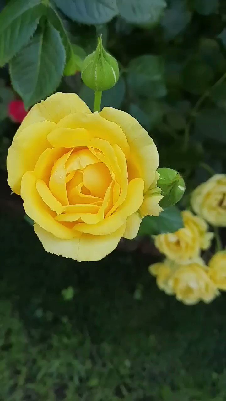 اجمل الورود والازهار on twitter صباحكم بهجة وانشراح صباحكم راحة وافراح صباح الخير صباح السعاده https t co no8r5et0ut twitter