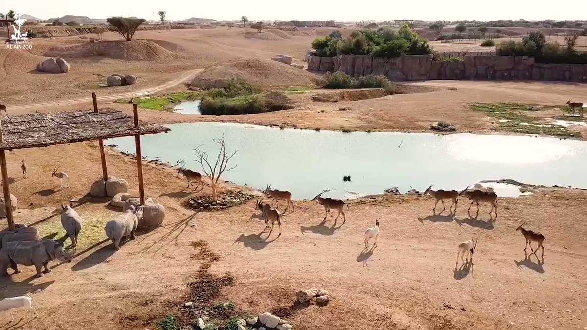 An experience with the bold and the beautiful in the wild!
@AlAlinZooUAE brings a super cool wild safari that allows you to feed the majestic lions 🦁from the confines of a protected vehicle. Who wants to experience this unbelievable encounter #InAbuDhabi?
#StaySafe https://t.co/u9WPOzecI1