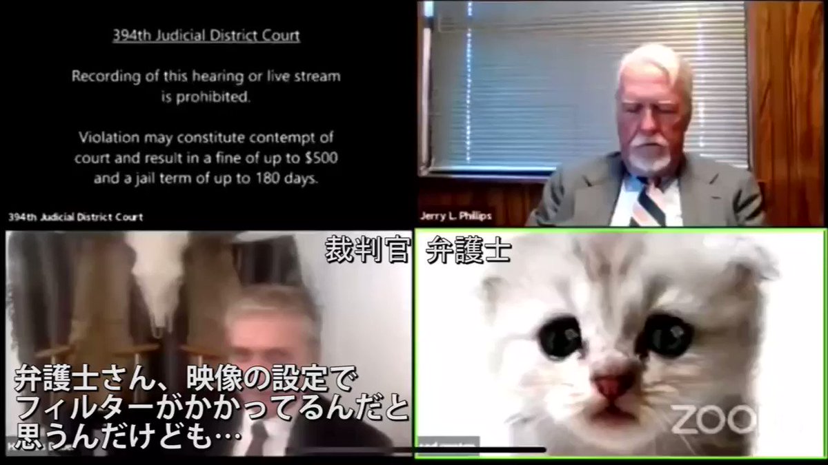 アメリカの司法裁判所で起きた珍事 裁判の弁護士として現れたのは猫さんでした 話題の画像プラス