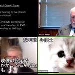 アメリカの司法裁判所で起きた珍事。裁判の弁護士として現れたのは猫さんでした。