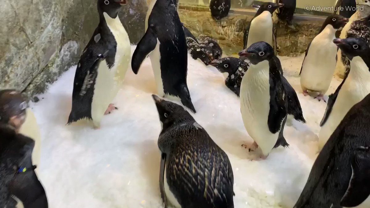 雪に完全に埋まってるアデリーペンギンさん なんの生き物かわからんくせにかわいすぎる ペンギンってこんなことになるんだ Togetter 雪に完全に埋まってるアデリーペンギンさん なんの生き物かわからんくせにかわいすぎる ペンギンってこんなことになるんだ Togetter