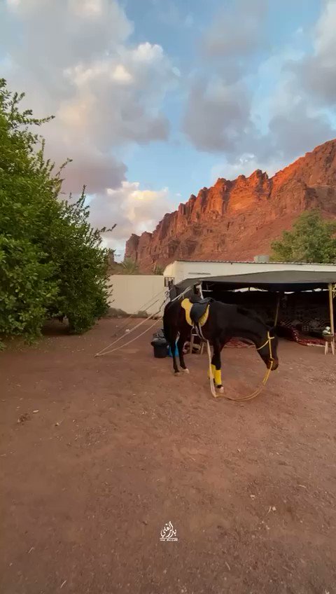 يرجعون الحويطات وش الحميدان وش