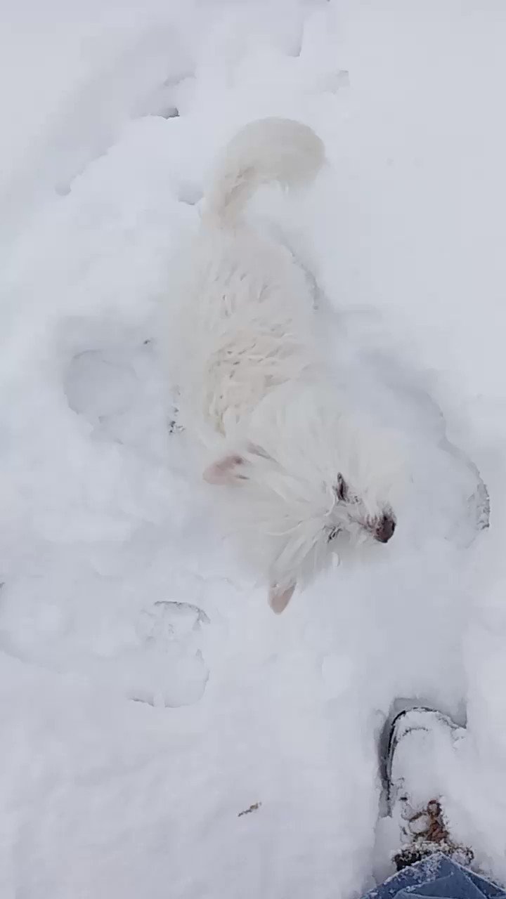 Buck (Al_Bundys_Dog) / Twitter