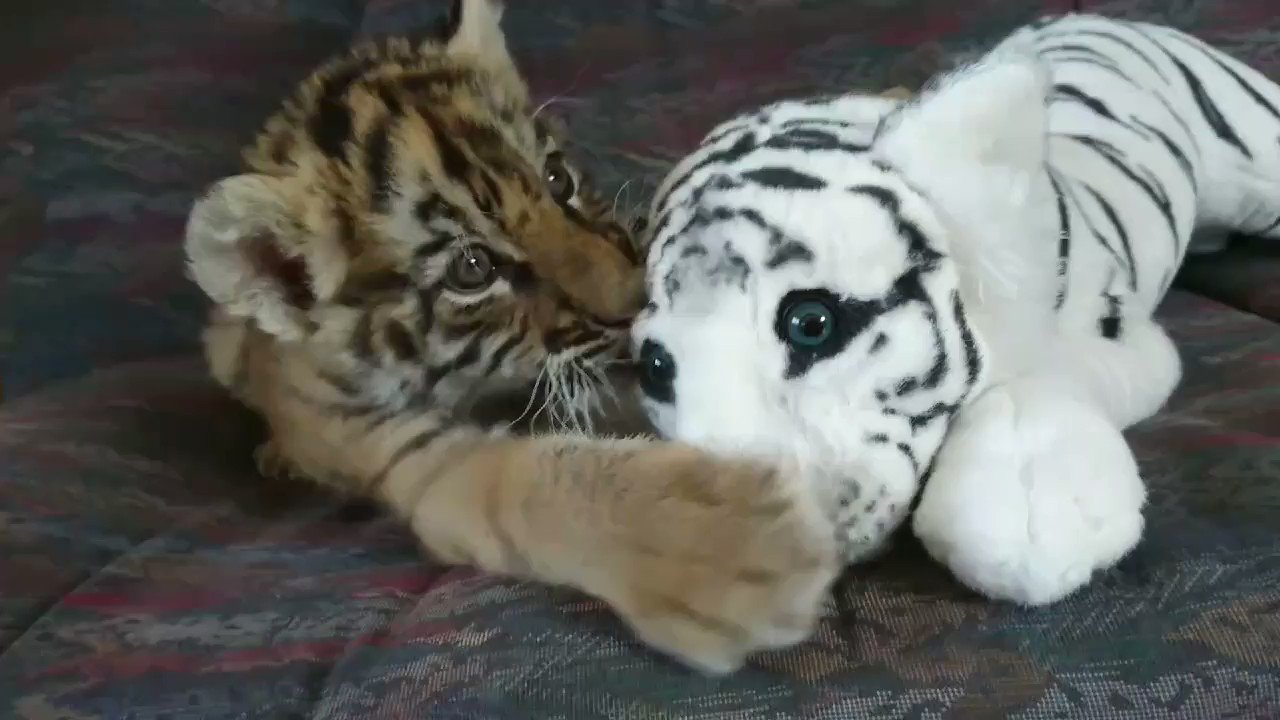 @aki_safariland's video Tweet