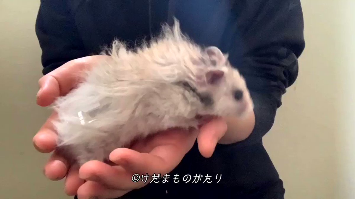 長毛ハムスターの飼い方 床材 ブラッシングについて