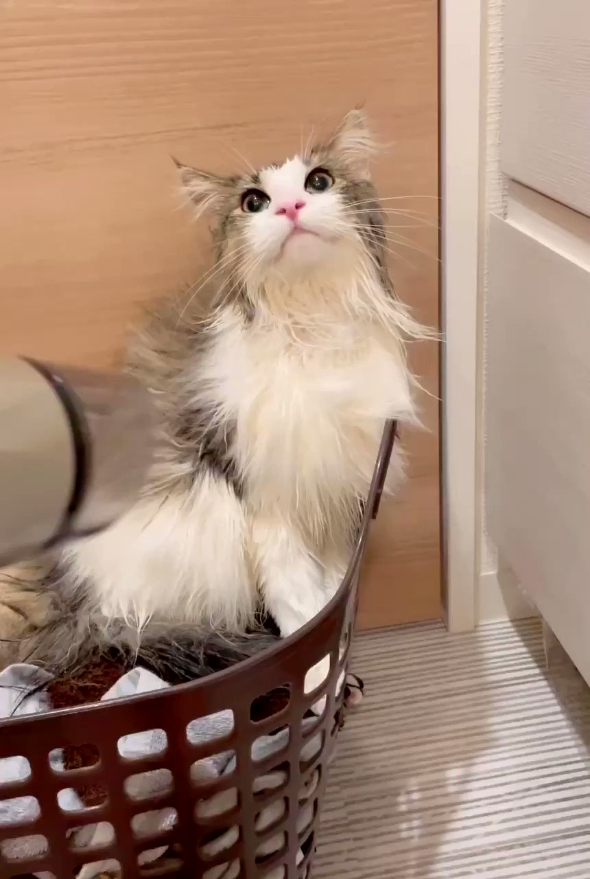 我が家のにゃんこ(*^^*) 我が家の猫たち「みんなベッド」2025年11月2日(日) 