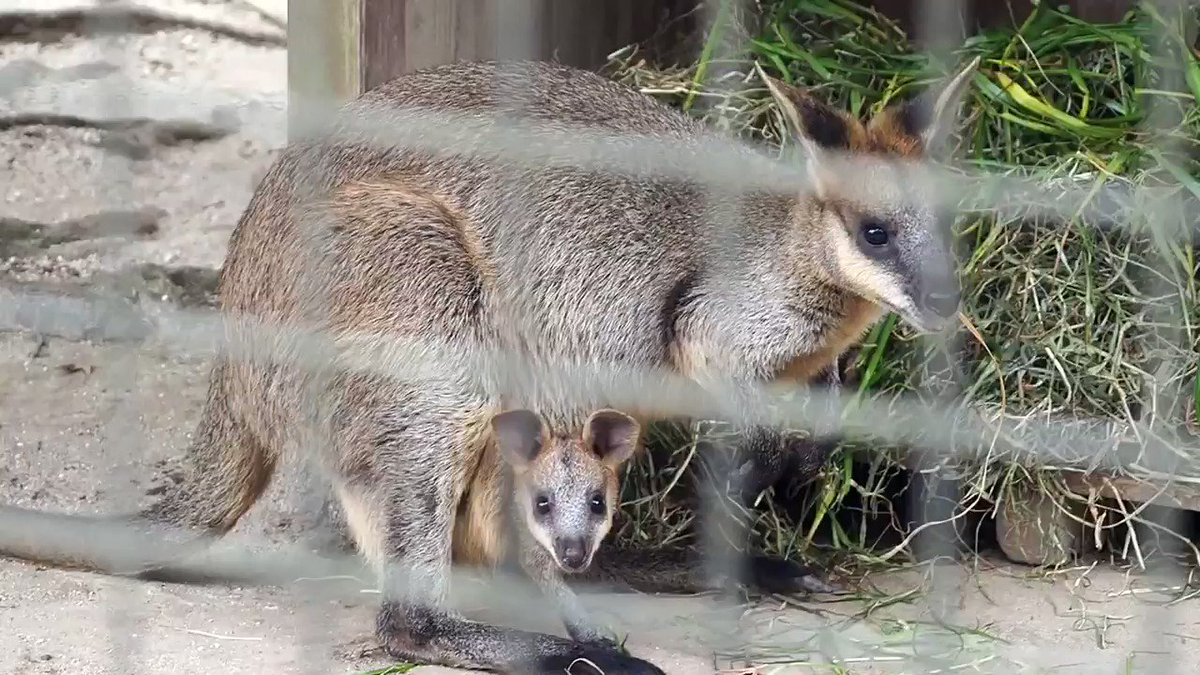 野毛山動物園 のtwitter検索結果 Yahoo リアルタイム検索