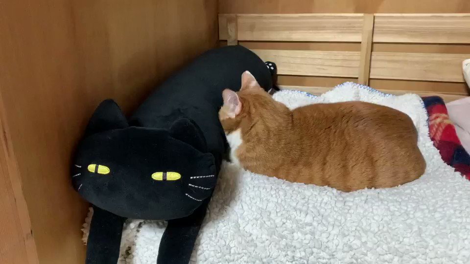 ネコを吸いながら寝るネコ 