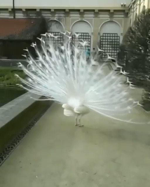 RT @Gabriele_Corno: Very Rare White Peacock https://t.co/k1trOt2Is4