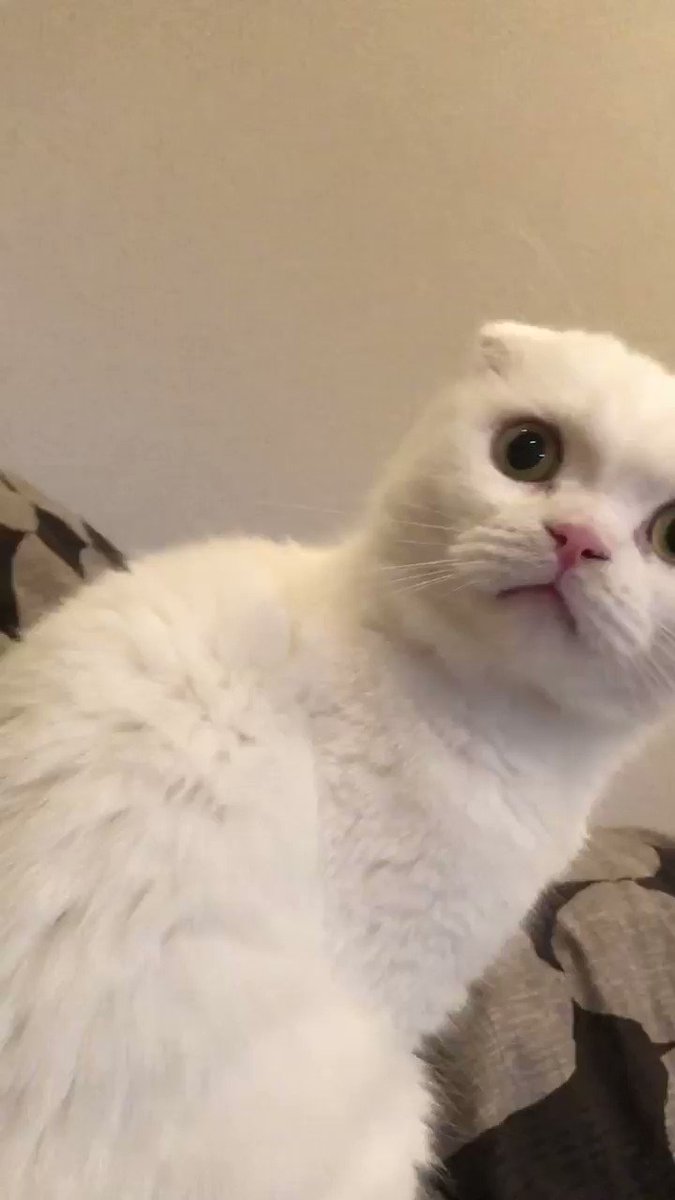 我が家のにゃんこ自慢 – търсене / X