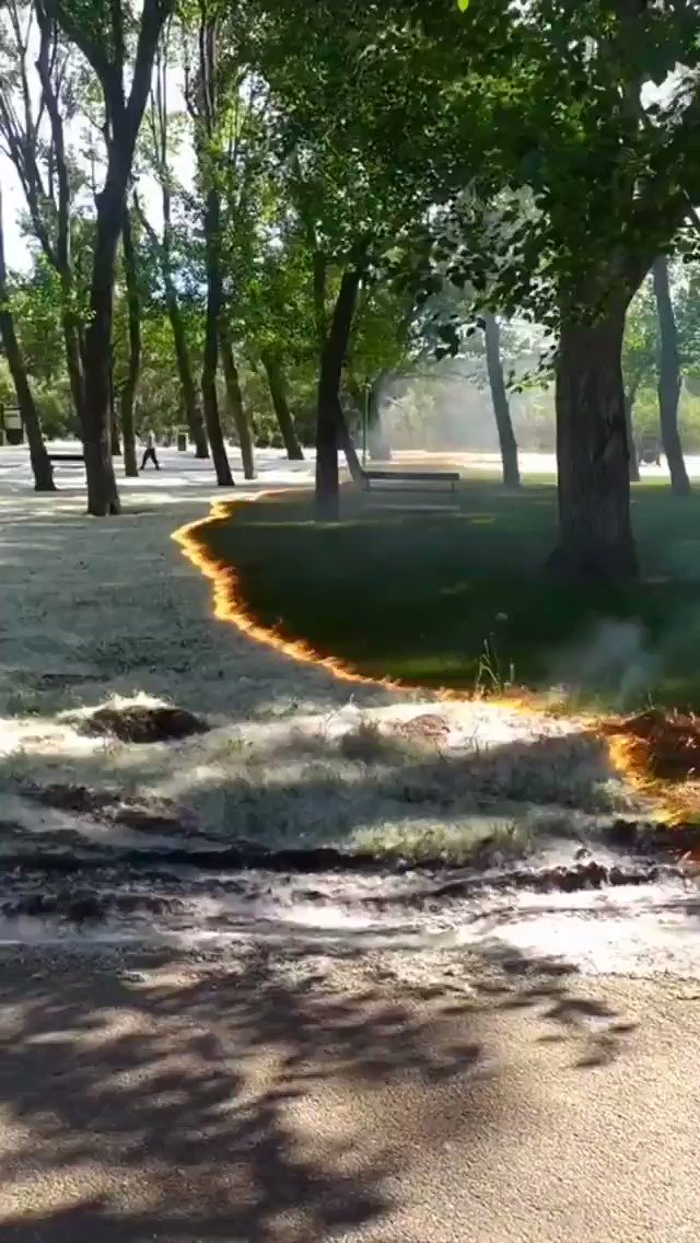 Massimo on Twitter "Poplar fluff or seeds produced by the female trees