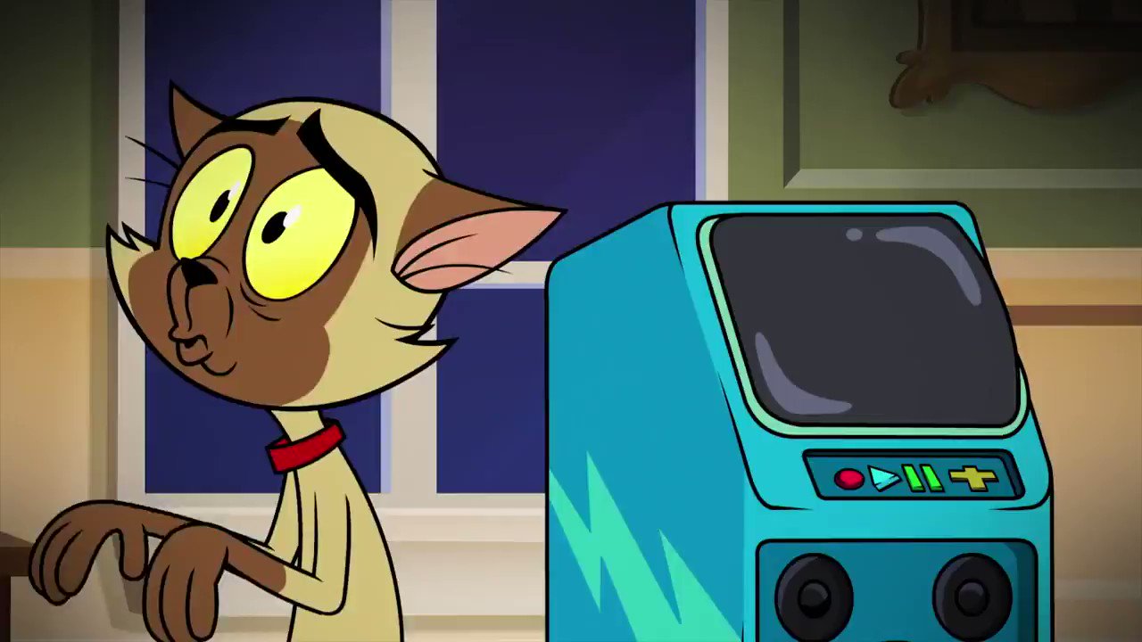 Videos do Gato Chester