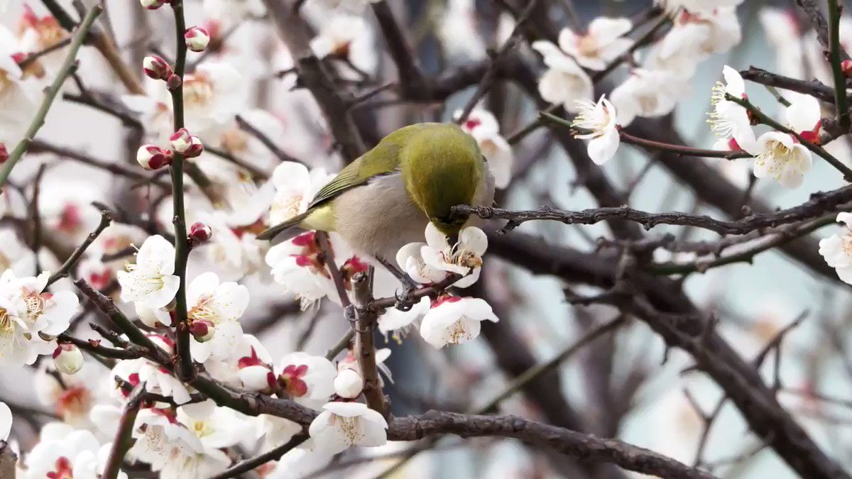 梅にウグイス ということわざがあるが 実際に梅にやってくる緑色の鳥は十中八九 メジロ である 実はあの言葉の語源だった Togetter