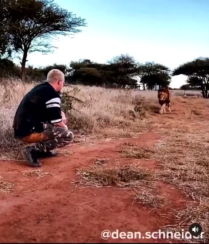 Wow! Big cats. One day.....ya know ....Siegfried and Roy. https://t.co/m4SLMjuRgY