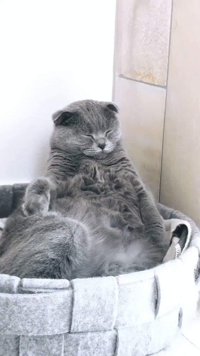 Cats of Instagram (@catsofinstagram) on Twitter photo 2021-02-20 00:44:51 From @ellaundlou: oooops ! 🤣 #catsofinstagram From @ellaundlou: oooops ! 🤣 #catsofinstagram