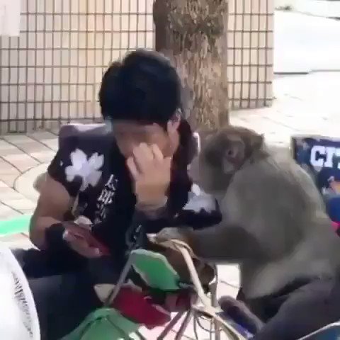 macacos fofos pra alegrar seu dia (@macacosfofos) / X