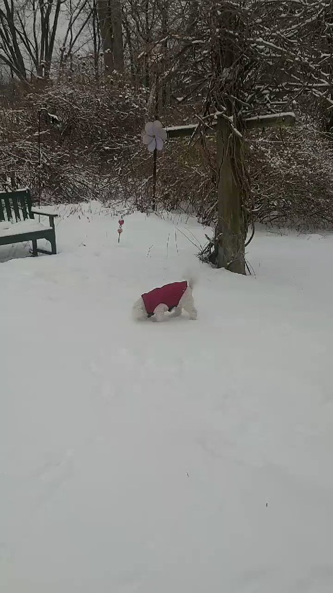 RT @bellaluna99: Doggy snow angels.  #bichon https://t.co/qvGXT22t5b