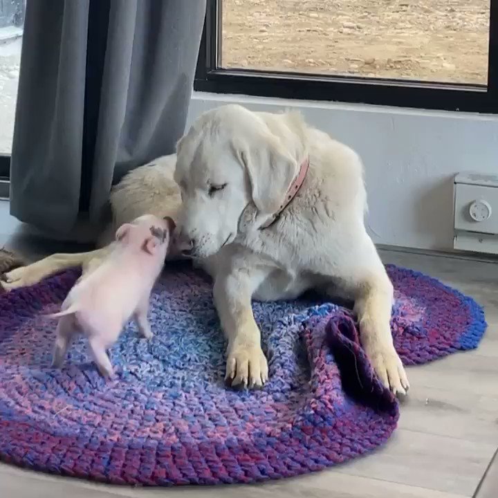 When you meet for the first time and hit it off 💞
#WeeklyFluff
https://t.co/sBCuZOoey6 https://t.co/gfhrN5gCR7