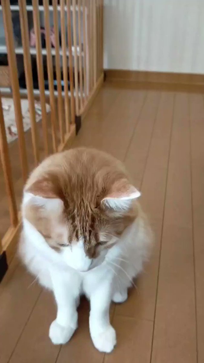 猫好きさんと繋がりたい X 黒猫 Hotワード 猫好きさんと繋がりたい X 黒猫 Hotワード