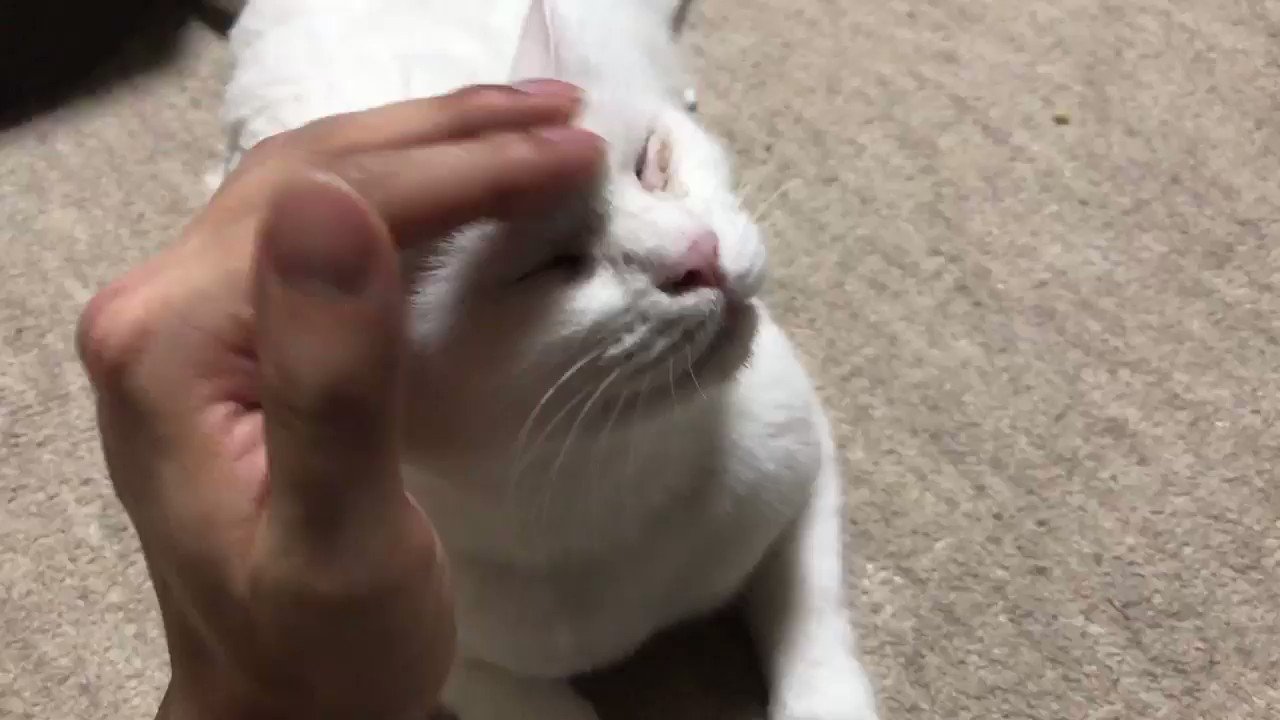 ふぁんきぃ 2 22はねこの日らしいので22秒間あたまこねこねマッサージていてい 猫の日 T Co Fm8aztl2pl Twitter