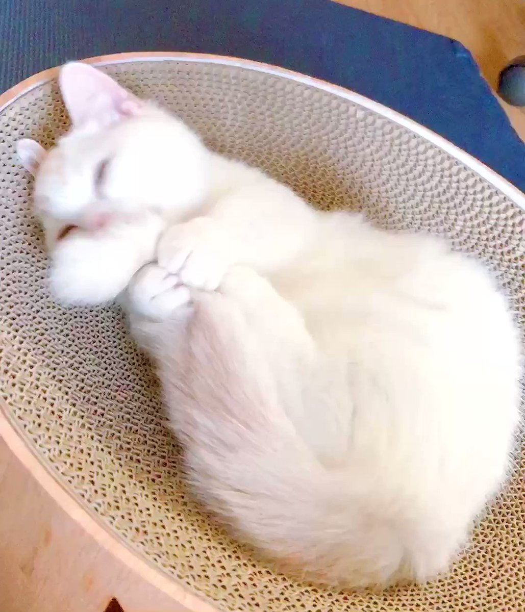 タカ氏 自分のこと可愛いの自覚してる猫 猫の日
