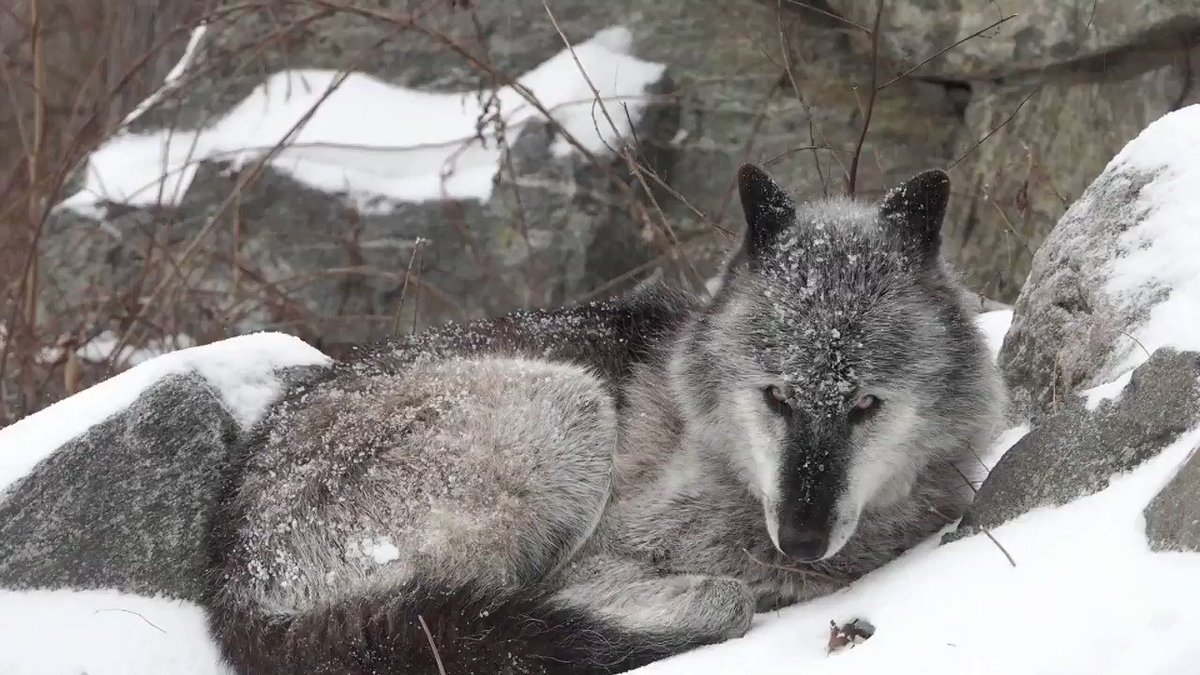 @nywolforg's photo on ramsey