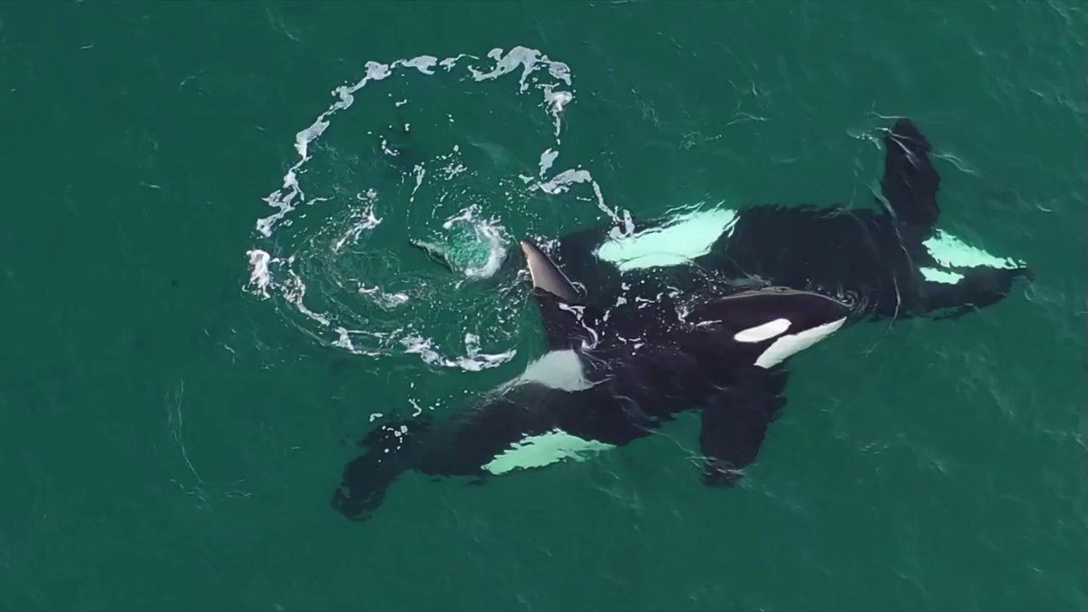 A couple of minutes of our wonderful #Orca-filled afternoon here in #Shetland yesterday. Magical. @TheOrcaProject @whalesorg @SaversSea @kasmunro @Britnatureguide @kazcustard @SunnysidePri @VisitScotland @JudithRalston @NLFerries @mcsuk @whale_nerd @saana_is @OnTheKWTrail https://t.co/R0zVLL0BZh