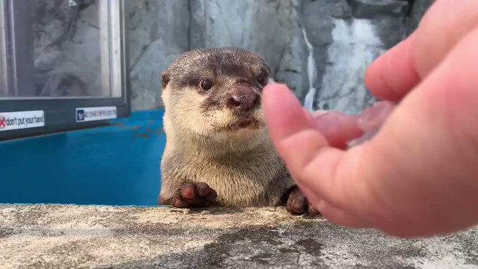 もね さん がハッシュタグ カワウソ をつけたツイート一覧 1 Whotwi グラフィカルtwitter分析 もね さん がハッシュタグ カワウソ をつけたツイート一覧 1 Whotwi グラフィカルtwitter分析
