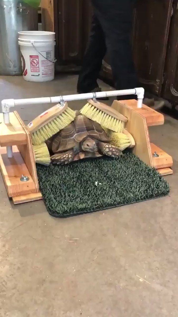 【かい～の】亀の甲羅は神経が通ってるから掻いてあげると喜ぶよのサムネイル画像