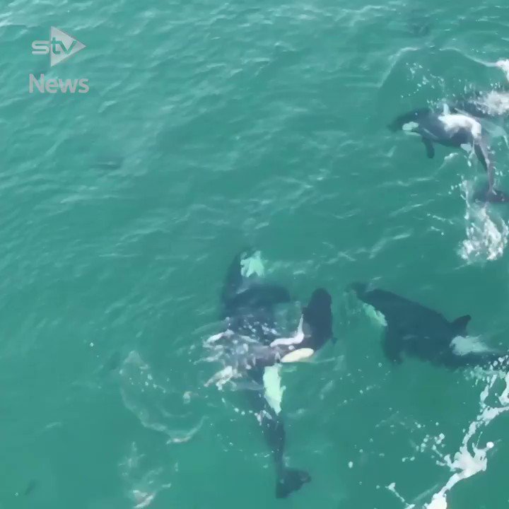 Incredible drone footage captures eight killer whales playing off the coast of Shetland. https://t.co/xCllv7I8Td https://t.co/SLRDuRno0n