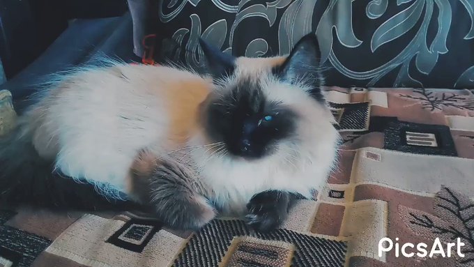 My Umka :3
#cat #cats #catboy #femboy #cute https://t.co/96F19T2Xhc