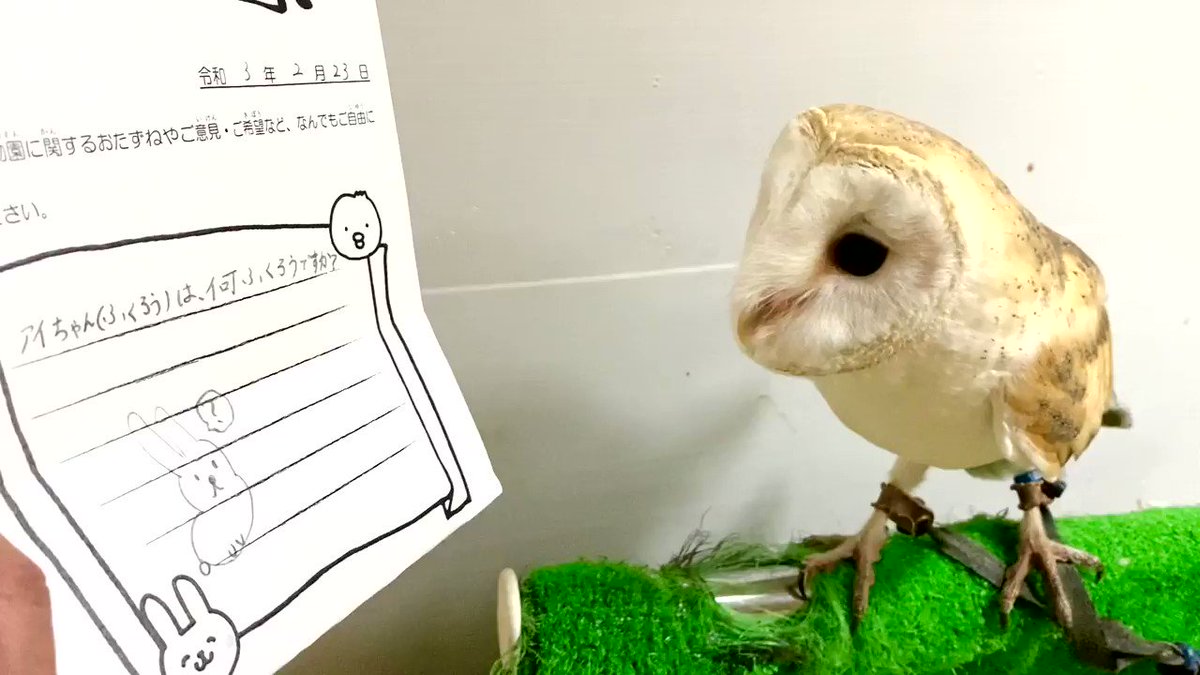 恭ちゃんフクロウ君＊【メンフクロウ】＊レア 恭ちゃんフクロウ