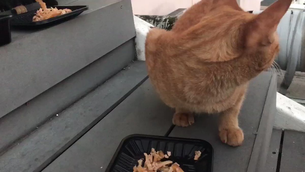 お疲れ様です❗️
今晩の屋上〰筋肉ムキムキのジムのトレーナーさん達が近くでおしゃべりしていてキョロキョロする茶トラちゃん😅 どう見たって私の方が強そうでしょ?大丈夫よっと言い聞かせながら御飯😂 皆さんも素敵な週末の夜を❗️😃🐾 https://t.co/Qo0udIJVrJ
