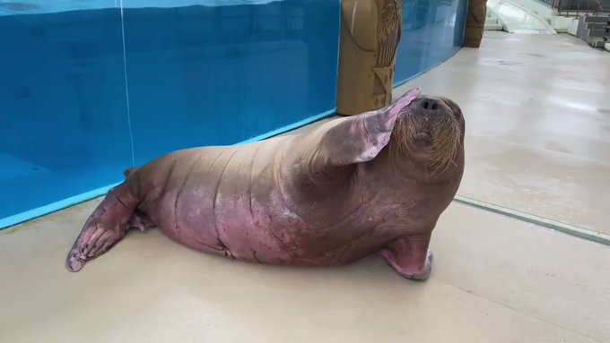 横浜 八景島シーパラダイス公式さん がハッシュタグ セイウチ をつけたツイート一覧 1 Whotwi グラフィカルtwitter分析 横浜 八景島シーパラダイス公式さん がハッシュタグ セイウチ をつけたツイート一覧 1 Whotwi グラフィカルtwitter分析