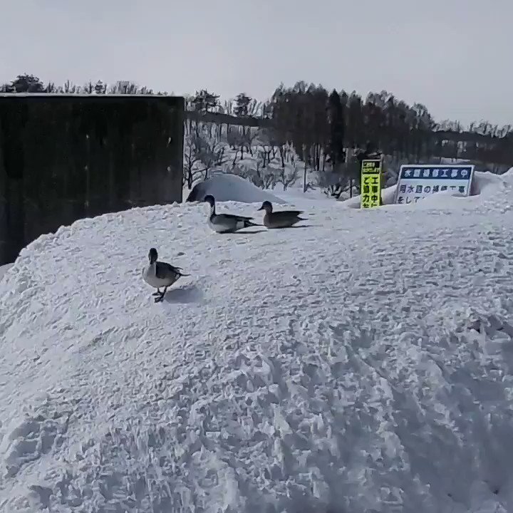 https://pbs.twimg.com/ext_tw_video_thumb/1365801659587203079/pu/img/CIXQIh41RqF4DvPD.jpg