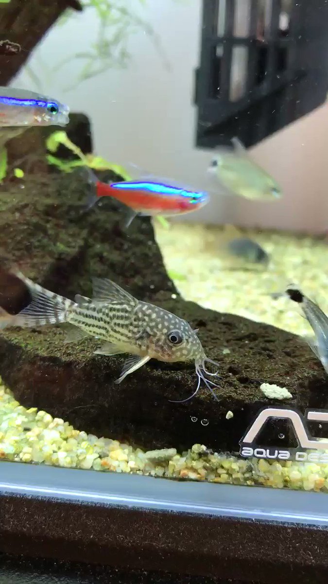 こりどらすん 枝ヒゲ なんかまた伸びたのね こりどらすん 枝ヒゲ なんかまた伸びたのね