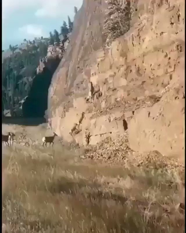 The only better mountain climbers in the animal world are mountain goats.
Enjoy the day..... https://t.co/hFjEhHH4rh
