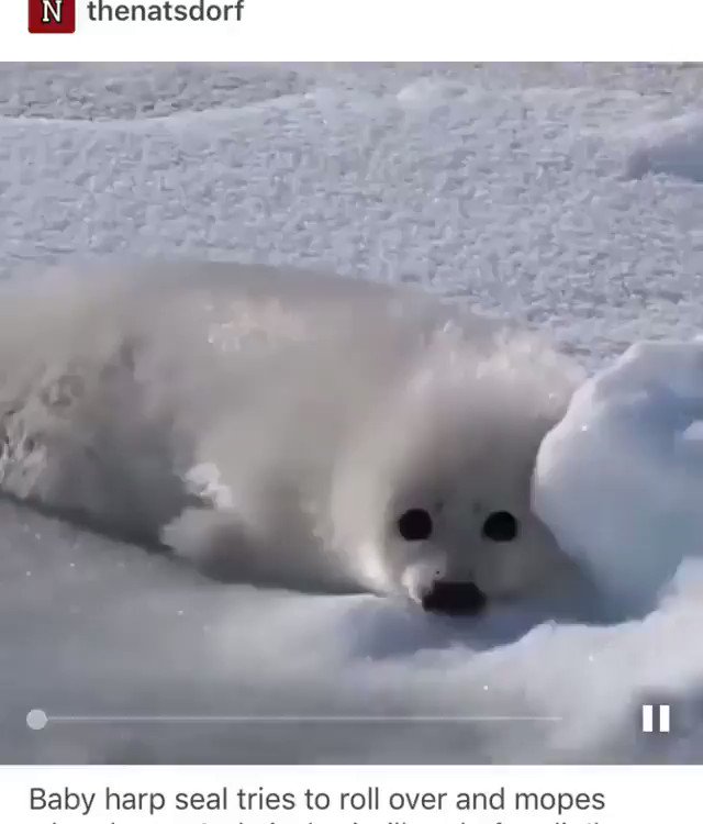  Happy birthday I got you this seal video 