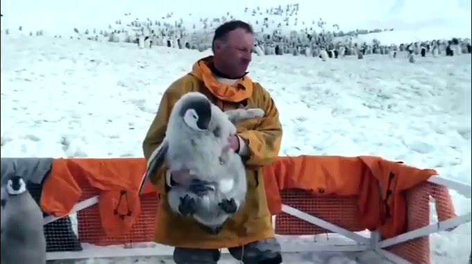 #ペンギンひな祭り🥚🐧✨🌸#ヒナまつり なので再掲映像は Antarctica, sur les traces de l