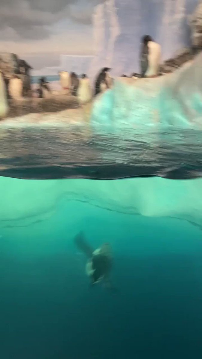 小柄なヒゲペンギンが水中でびゅーん と勢いをつけて大きなペンギンに体当たり 水族館の日常の一コマ よちよち元に戻るのも好き Togetter 小柄なヒゲペンギンが水中でびゅーん と勢いをつけて大きなペンギンに体当たり 水族館の日常の一コマ よちよち元に戻るのも好き Togetter