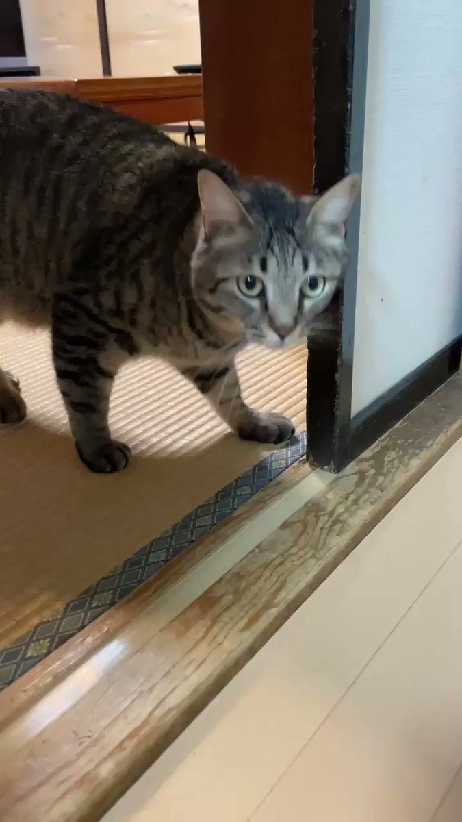 台所は立ち入り禁止だとわかっているのでふすまにスリスリする猫さん