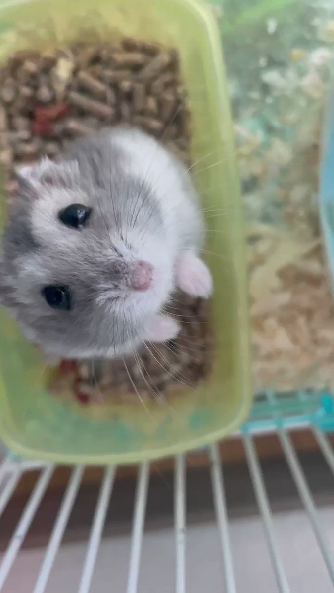 ほむらちゃんページ  ゆむら(ゆむら) on X