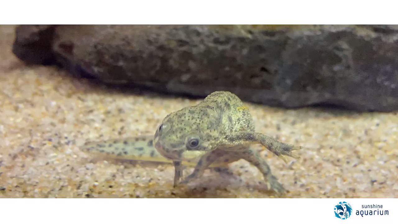 美味しくてすごい生き物展 美食奇食珍食生物図鑑 水の中でふわふわ おっとりしているように見えますが 危機に直面すると肋骨 ろっこつ を突き出す という びっくりな特徴があるイベリアトゲイモリです ざんねんないきもの展2 骨が