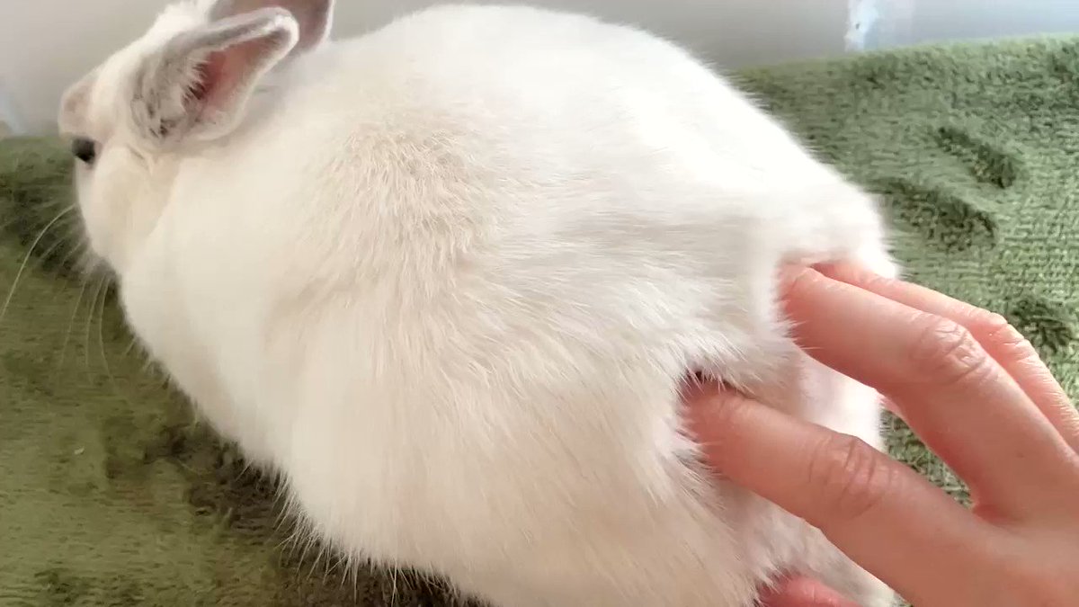 モフモフなうさぎさんが最高にモッフモフ 最大限に味わう飼い主さんがうらやましい ねとらぼ